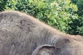 Back of Indian elephant, reduced coat