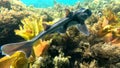 Port Jackson Shark back at Christies Beach Royalty Free Stock Photo