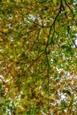 Back light Fall leaf canopy Royalty Free Stock Photo
