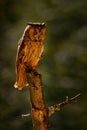 Back light. Long-eared Owl sitting on the branch in the fallen larch forest during dark day. Owl hidden in the forest. Wildlife sc Royalty Free Stock Photo