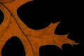 Back light oak leaf macro Royalty Free Stock Photo