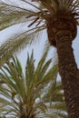 Back light palm trees background in Gran Canaria Royalty Free Stock Photo