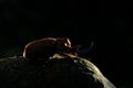 Back light,Rhinoceros elephant beetle, Megasoma elephas, very big insect from rain forest in Caosta Rica. Beetle siting on stone i