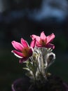 Back lighted pink pasqueflower with dark background