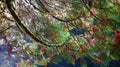 Cedar Fronds Hanging over Water