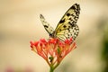 Back lit butterfly on a red flower