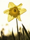 Back lit daffodil in field Royalty Free Stock Photo