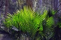 Back lit fan-shaped Cabbage Tree Palm Leaves