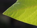 Back-lit green leaf showing its structure Royalty Free Stock Photo