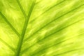 Back-lit green leaf texture Royalty Free Stock Photo