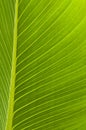 Back lit green leaf with veins Royalty Free Stock Photo