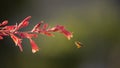 Back lit honey bee and red yucca flowers