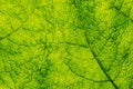 Back Lit Leaf Background / Texture Royalty Free Stock Photo