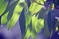 Back lit leaves of the Australian Woody Pear