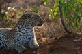 Back lit leopard