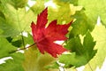Back Lit Maple Tree Leaves Royalty Free Stock Photo