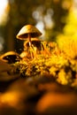 Back lit mushroom on the forest floor Royalty Free Stock Photo