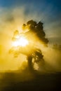 Back-lit oak tree in bright sunshine on blue sky