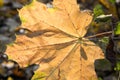 Back lit orange maple leaf macro Royalty Free Stock Photo