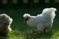 Back lit pet silkie chicken walks on grass at sunset Royalty Free Stock Photo