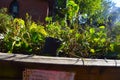 Back lit plants in community garden