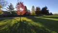 Back lit red maple tree in the park with sunbeam and shadow in the foreground Royalty Free Stock Photo