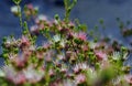 Red, pink and white spiky flowers of the Australian native Clustered Scent Myrtle, Darwinia fascicularis