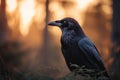 Back-lit scene of a beautiful Raven, Rook sitting alone in a woodland setting. - Generative AI art