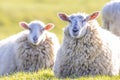 Back lit sheep lying down facing camera