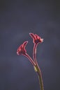 Back lit silhouette of Australian native Red kangaroo Paw flowers Royalty Free Stock Photo