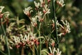 Back lit silhouette of Australian native Red kangaroo Paw flowers, Anigozanthos, family Haemodoraceae bloodwort family Royalty Free Stock Photo