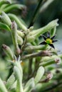 Back lit silhouette of Australian native Red kangaroo Paw flowers, Anigozanthos, family Haemodoraceae bloodwort family Royalty Free Stock Photo