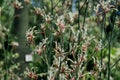 Back lit silhouette of Australian native Red kangaroo Paw flowers, Anigozanthos, family Haemodoraceae bloodwort family Royalty Free Stock Photo