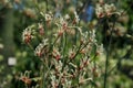 Back lit silhouette of Australian native Red kangaroo Paw flowers, Anigozanthos, family Haemodoraceae bloodwort family Royalty Free Stock Photo