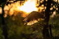 Back-lit silhouette of an flying owl in during sunset. Barn owl with spread wings. Action shot with nice evening colors