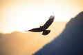 back-lit silhouette of a golden eagle over a valley