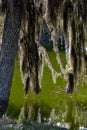 Back-lit Spainish Moss Hanging in the Swampy Bayou-1 Royalty Free Stock Photo