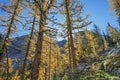 Back Lit Subalpine or Lyall Larch Trees (Larix lyallii) Royalty Free Stock Photo