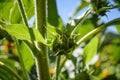 Back lit sunflower bud with leaves on a blue sky of august Royalty Free Stock Photo