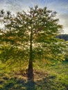 Back lit sunlight tree with pond Royalty Free Stock Photo