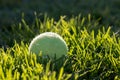 Back lit tennis ball sitting in the grass soaking in the afternoon sun Royalty Free Stock Photo