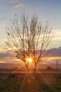 Back lit trees in a warm autumn sunset Royalty Free Stock Photo