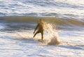 Back-lit and unrecognizable surfer creates splash in golden glow of evening light Royalty Free Stock Photo