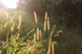 Back-lit wheat grass with sunrays and yellow light