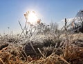 Back-lit winter grass with morning frost