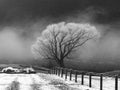 Back-lit winter tree with fog and farm fence and with mountain on the background