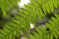 back lite fern Royalty Free Stock Photo