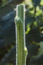 Back Lite Sunflower Stark with white furry edges Royalty Free Stock Photo