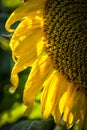 Back Lite Sunflower close up Royalty Free Stock Photo