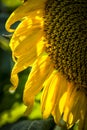 Back Lite Sunflower close up